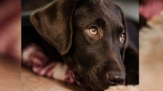 Perro con el corazón roto ‘derrama lágrimas de tristeza’ después de ser abandonado en un refugio