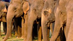 Manada de elefantes llora la muerte del hombre que los rescató marchando en ‘procesión fúnebre’