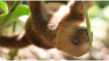 Salvó a bebé perezoso atrapado en una playa de Costa Rica. Su carita de agradecimiento lo dice todo