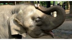 Este elefante solo quiere unos mimos de su cuidador y lo que hace para lograrlo es viral