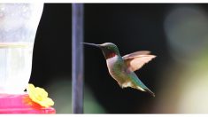Bomberos convencen a un colibrí que se hidrate y lo salvan de la muerte, ¡toda vida importa!
