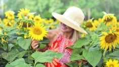 Mujer graba el «canto» de los girasoles y su música suena como una melodía de otra dimensión