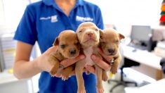 12 cachorros recién nacidos abandonas en una caja plástica fueron salvados de morir deshidratados