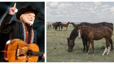 Willie Nelson rescata 70 caballos de un matadero y ahora pasean en su rancho de Texas “Luck Ranch”