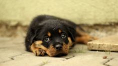 Cachorrito con una pata cortada es asfixiado y arrojado 9 metros al vacío. Sobrevive de milagro