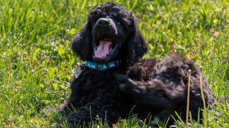 Mujer adopta a un perrito anciano y descubre que en realidad es su cachorro perdido de la infancia