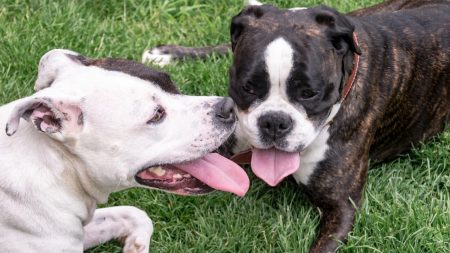 Perro consuela a un cachorrito baleado y abandonado a su suerte para dejarlo morir