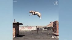 Conoce a TreT, el perro «parkour» que trepa y salta paredes como un profesional