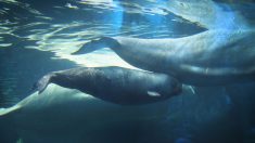 Liberar a las 100 ballenas de la ‘prisión’ en Rusia podría llevar años, afirmó Cousteau