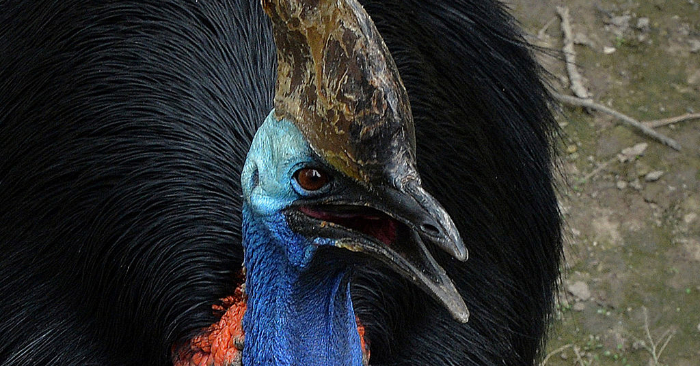 El ave casuario que es nativa de los bosques tropicales de Australia y Nueva Guinea, en un zoológico de Beijing el 24 de junio de 2013. Foto debe leer MARK RALSTON/AFP/Getty Images.