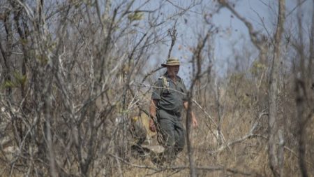 Cazador furtivo es devorado por leones después de ser aplastado por un elefante