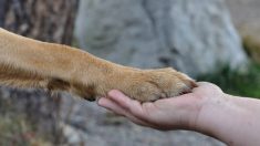 Foto de un perro abandonado y encadenado a una farola desencadena malestar y simpatía en las redes