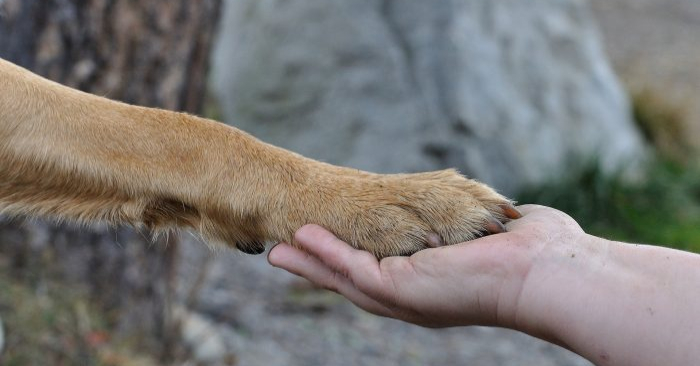 Foto de archivo de una pata de perro sostenida por una mano humana. (Pixabay)