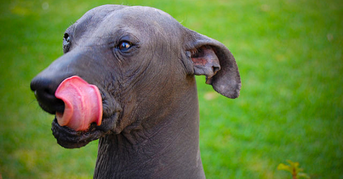 Foto de un perro Xoloitzcuintle, una milenaria raza mexicana. Wikimedia.