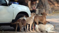 Hallan en una ciudad argentina 30 cabezas y cuerpos de perros faenados