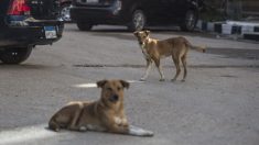 Joven argentino adoptó 2 perros callejeros en Chile y regresó caminando para no abandonarlos