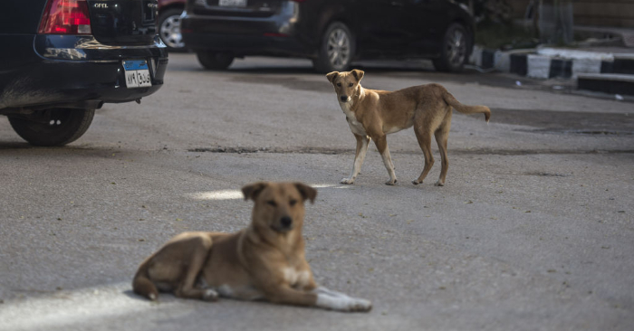 Imagen ilustrativa de perros callejeros. Foto de KHALED DESOUKI/AFP/Getty Images.