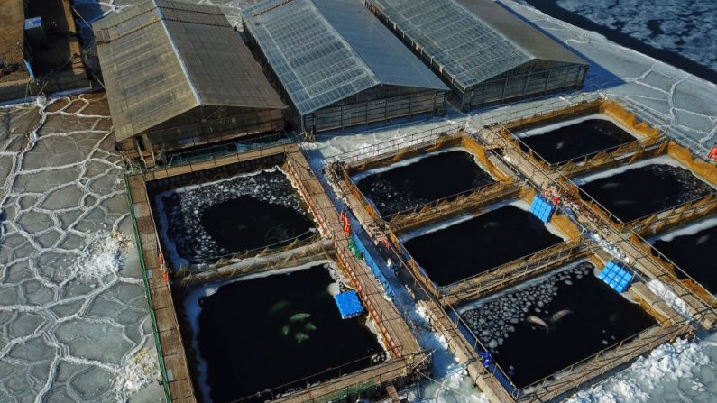 En esta vista aérea tomada el 22 de enero de 2019, los mamíferos marinos capturados son vistos en los recintos cerrados en la Bahía de Srednyaya, en la ciudad de Nakhodka, en Rusia. Foto de SERGEI PETROV/AFP/Getty Images.

