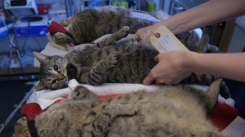 El 6 de abril de 2014 en Washington, DC, los gatos están preparados para ser esterilizados o castrados en el Centro de neutralización y esterilización de la Washington Humane Society (WHS). Imagen de archivo. MANDEL NGAN/AFP/Getty Images)