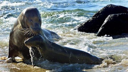 Hombre que posa para una foto es arrastrado al mar por un león marino