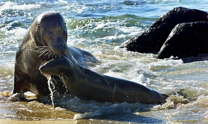 Foto ilustrativa de leones marinos. (Martin BernettiAFP/Getty Images)