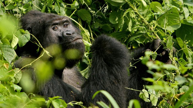 Imagen de archivo de una gorila. (Stuart Price/Getty images)