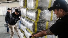 Incautan más de 600 kilos de marihuana de disidencias de las FARC en Colombia