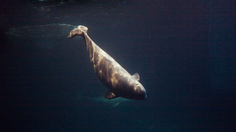 Foto ilustrativa de una ballena beluga. (Foto de Scott Olson/Getty Images)
