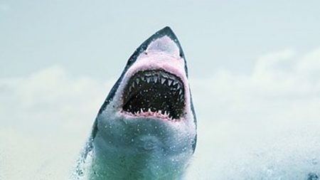 Gran tiburón blanco se atraganta con una tortuga más grande que su boca