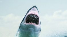 Buzo captura el momento en que un enorme tiburón blanco lo ataca con toda su furia