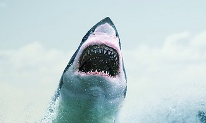 Foto de archivo de un gran tiburón blanco. (Three Shots/Pixabay)