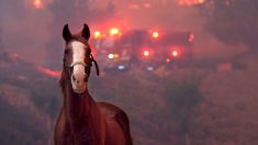 Esta mujer filma su escape del mortal incendio forestal de California después de salvar a 40 caballos