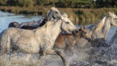 Un caballo sobrevive a un mortífero incendio forestal refugiándose en una piscina durante horas