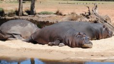 La pesadilla del león que interrumpe el sueño de un hipopótamo
