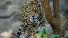 Nace el primer jaguar por inseminación artificial y la madre se lo come a los 2 días