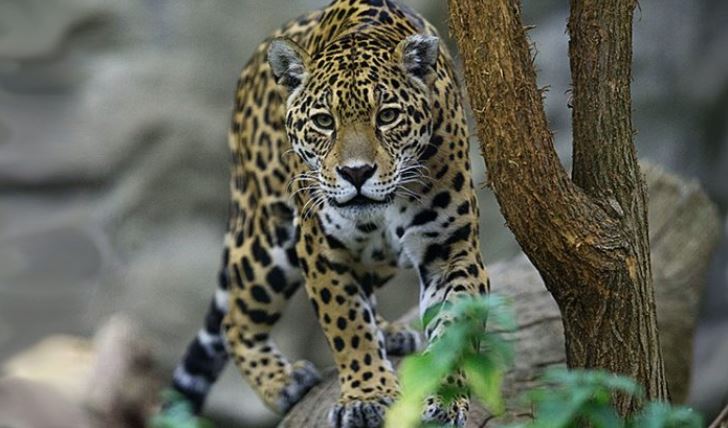 Un jaguar americano se pasea por su recinto en el zoológico de Bratislava el 13 de noviembre de 2014. (Joe Klamar / AFP / Getty Images)
