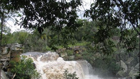 Fotógrafo y su esposa plantan 2 millones de árboles en 20 años y reviven 1500 hectáreas de foresta