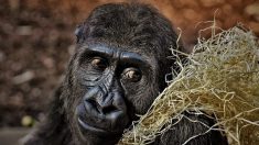 El último de los gorilas de montaña en peligro de extinción posa para una selfie con sus guardas