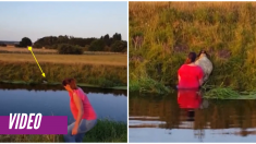 Valiente mujer cruza el río para salvar a una oveja que se ahogaba