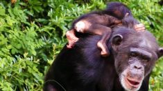 Mamá orangután se reúne con su bebé secuestrado y es imposible contener las lágrimas de emoción
