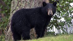 Policía encuentra una mujer perdida en Ontario bajo las garras de un oso negro furioso