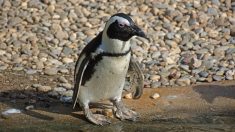 Pingüino viaja 8000 kilómetros cada año para visitar al hombre que le salvó la vida