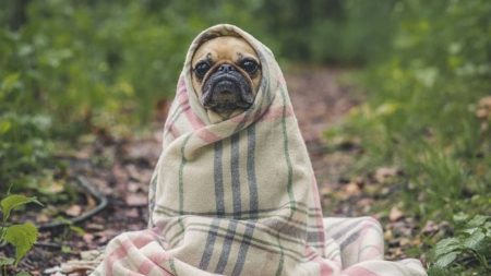 La inocencia y la ternura de estas mascotas en apuros les alegran el día a cualquiera