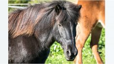 Mujeres ayudan a levantar a una indefensa pony que colapsó por el agotamiento y el intenso calor