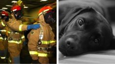 Este leal perro bombero muere a los 14 años de edad y lo despiden con un solemne funeral en su honor