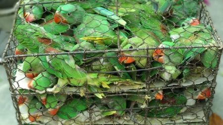 Rescatan 550 aves hacinadas en pequeñas jaulas en un mercado ilegal de mascotas
