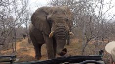 A último minuto juez salva de ser condenado a muerte a un elefante