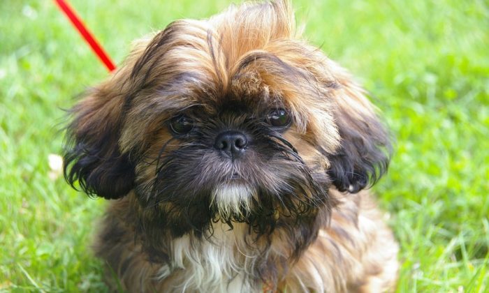 Foto de archivo de un Shih Tzu, la misma raza de perro que mordió a Christine Caron, lo que la llevó a la sepsis y a la amputación de tres de sus extremidades. (Pixabay)