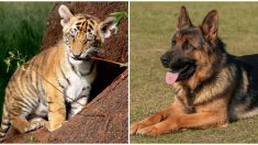 Cachorro de tigre rechazado por su madre recibe todo el amor que necesita de este pastor alemán