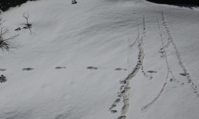 Huellas en la nieve del parque nacional de Makalu, que según el ejército indio podrían ser las de un Yeti, el 9 de abril de 2019. (Ejército Indio)